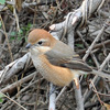 野鳥かるた