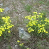 ２０１２年夏６月スイス高原のかわいい花たち（３）