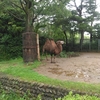 フタコブラクダ🐫