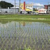 6月のまとめ　（2024-W23〜W26）