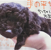 飼い主の履歴書