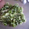 山菜の季節