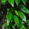 Homalomena sp"Kopi valley"from Lahat【AZ1123-2】【AZ1123-3】