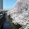 20℃オーバーの気温の中、東中野の桜を愛でる