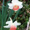 ラッパスイセンの花