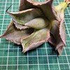 ブログ主の Agave 近況です
