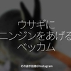 1634食目「ウサギにニンジンをあげるベッカム」その姿が話題＠Instagram