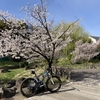 2025花見ラストチャンスの週末