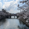 そろそろ京都の桜も終わりですかね。ぶらぶら散歩とお寿司。