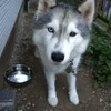犬の”ボケ”