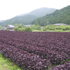 赤紫蘇の里、大原へ。