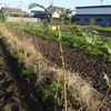 晩秋を迎え、ようやく家庭菜園の野菜が・・