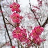 京都御苑の梅2016。見頃や開花状況。