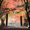 長岡京　大原野神社の紅葉