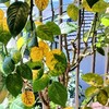 7月のバラ