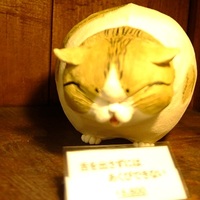 トラ猫が　ごろんだ
