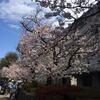 岸和田再発見のお花見