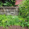 ハーブ花壇6月下旬からの生長記録　茂り過ぎて土手のようになったハーブ花壇
