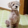 ニゴくん新しいサプリ