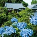 風と緑とあじさいと。―Vayu, Vana, Ajisai ca―