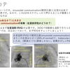 小児の心臓カテーテル検査について：造影と圧を疾患と絡めて その２ ~基本24~