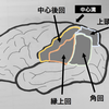 ゲルストマン症候群とは？評価やリハビリの方法とは？