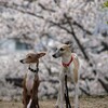 桜は七分咲き、体力は七分尽きたか？