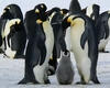 南極の王者！コウテイペンギンの驚くべき生態と子育ての秘密