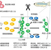 骨の再生メカニズムが解明