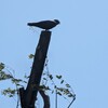葛西臨海公園カラス探しさんぽ