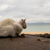 竹富島のねこさん