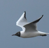隣の県の干潟に鳥を見に行った日記（２０２４　０３２８）その４。