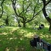 🍃小石川植物園でピクニック♪