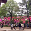 【御朱印プチ情報】根津神社のつつじ祭りが今年は早くも満開続出で見頃ですよ。御朱印帳持ってお出かけください【根津】【千駄木】【東京】