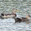 鳥撮日記　おおね公園やすらぎの池