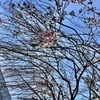 仕事場前の枝垂桜もお仕舞い（例年通り）