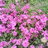 三ツ又池公園＠弥富市のシバザクラの開花状況2026年4月22日