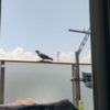 鳩が来る