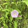 公園で見た花たち。5月はじめのころ。