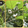 庭で夏野菜 106　【オクラ、ナスビ、ピーマンの開花】