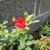 小バラさんは　元気いっぱいに咲いてくれました