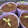 唐辛子類のビニールポット上げ
