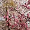 永観堂の紅葉 見ごろ 2019年は？