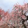 亀戸天神社「梅まつり」が見頃！境内に咲く満開の梅の花｜2025年開花状況（東京都江東区）