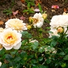 よしうみバラ公園のバラたち （68） ～ 花は心をあたためてくれる ～