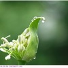 アガパンサス　〈梅雨の景色〉