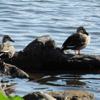 袖ヶ浦公園の渡り鳥