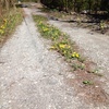 軽井沢道の蒲公英