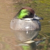 鳥撮散歩　今季初見のヨシガモ