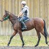 シルクなお馬さん（１歳・関西牝馬）